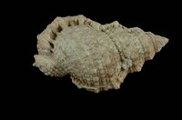 藏品(果粒蛙螺)的圖片